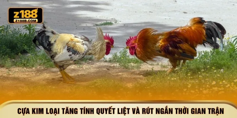 Cựa kim loại tăng tính quyết liệt và rút ngắn thời gian trận