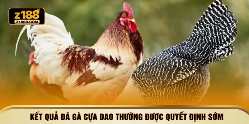 Kết quả đá gà cựa dao thường được quyết định sớm 