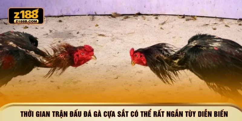 Thời gian trận đấu đá gà cựa sắt có thể rất ngắn tùy diễn biến